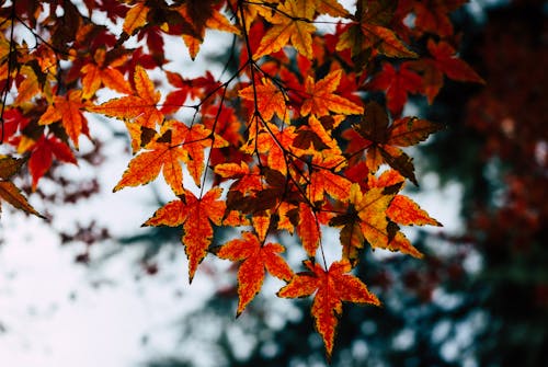 Autumn Maple Leaves on a Tree Branch