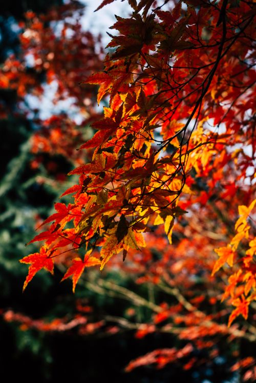 Free Close-up of vibrant red and orange autumn leaves basking in sunlight. Stock Photo