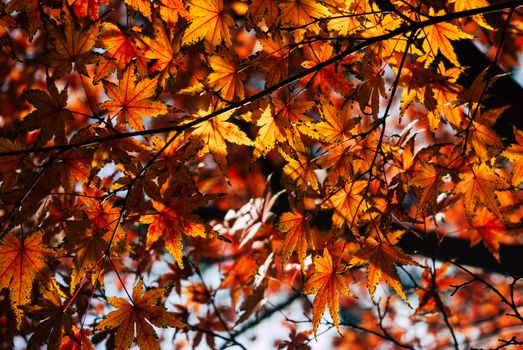 Close-up of colorful autumn maple leaves illuminated by sunlight, creating a warm and vibrant fall atmosphere.