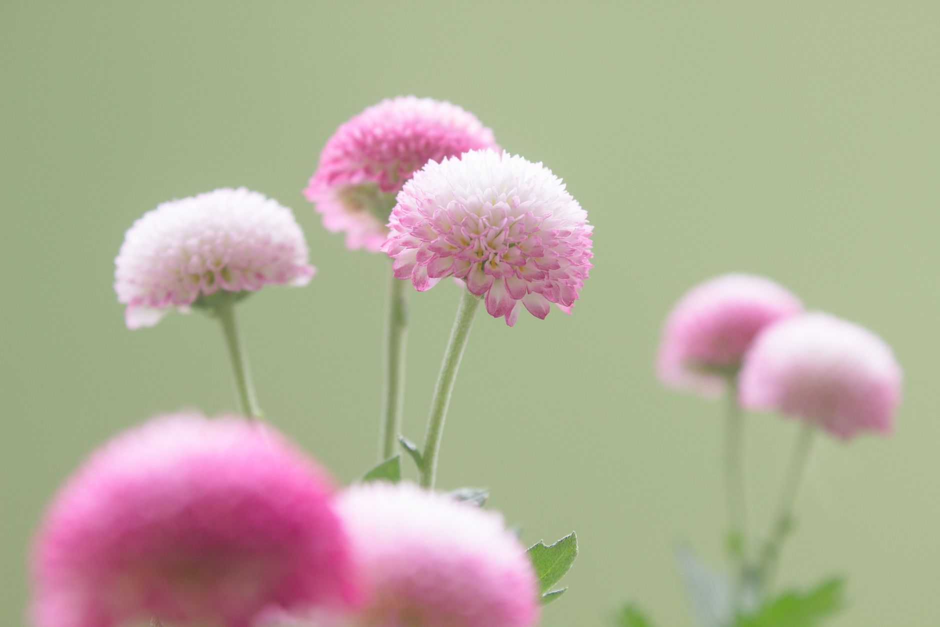 October birth flowers