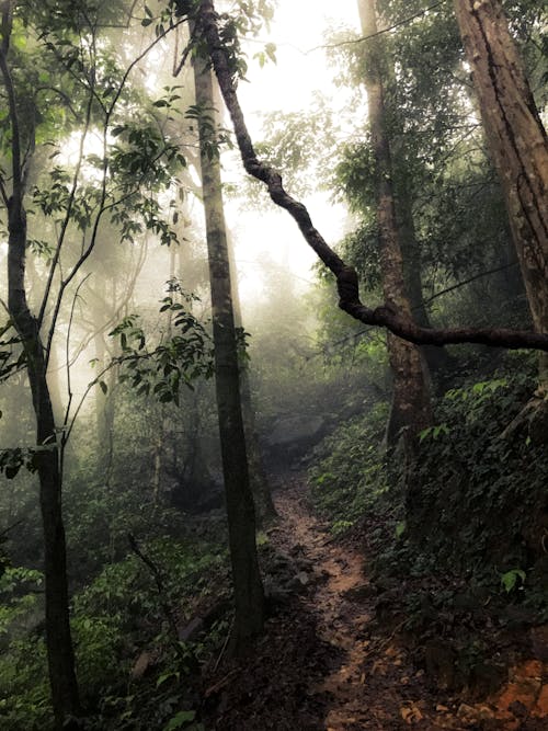 Stream of Rainwater Flowing Along a Muddy Path Through the Forest on the Mountainside