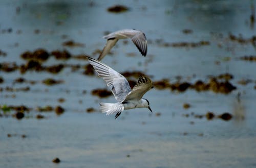 Gulls Flying over Lake