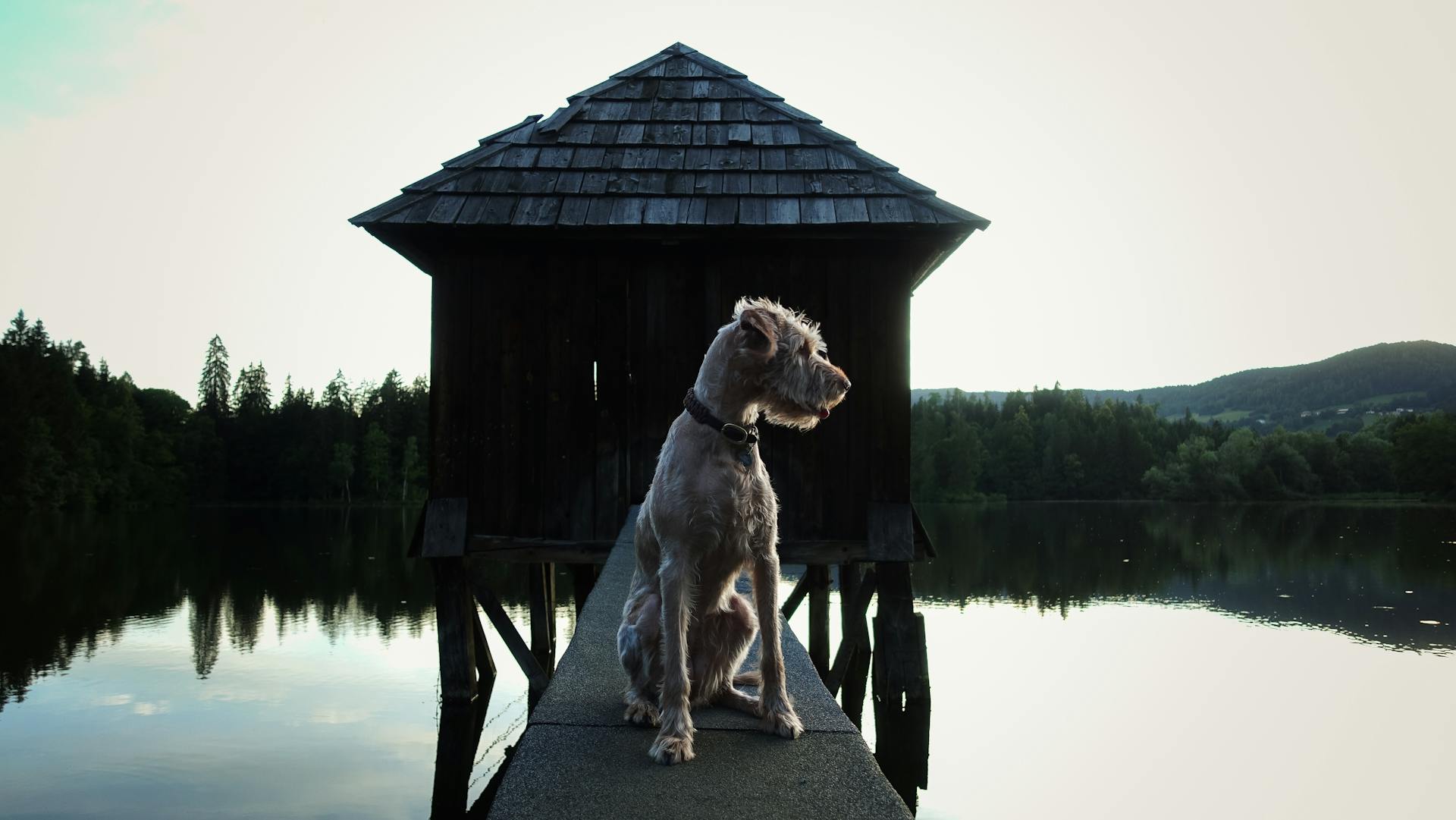 Shaggy Dog Guarding a Footbridge to an Old Wooden Shed on the Lake