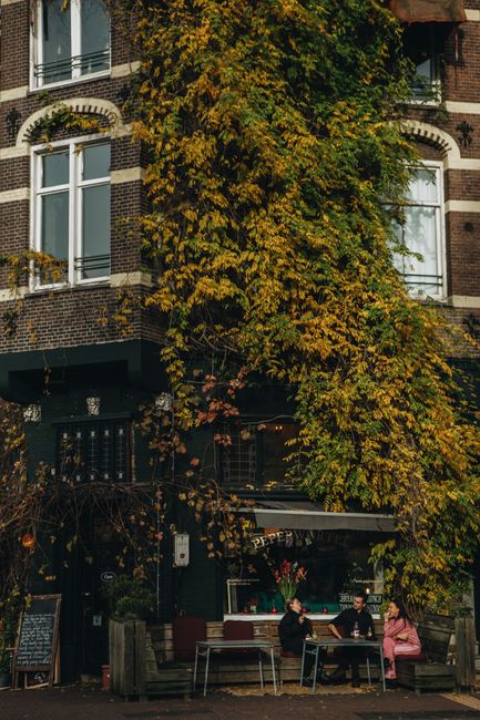 Cozy café setting in Amsterdam featuring ivy-clad building and outdoor seating.