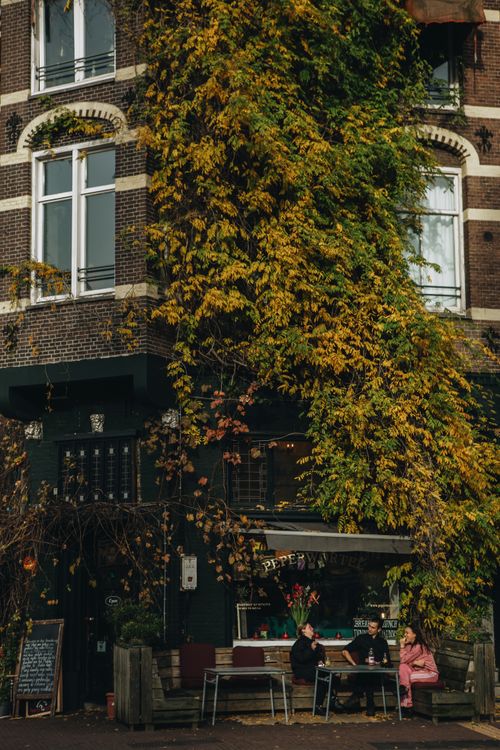 Free Cozy café setting in Amsterdam featuring ivy-clad building and outdoor seating. Stock Photo