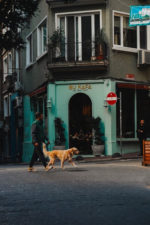 Foto profissional grátis de andando, animal, animal de estimação