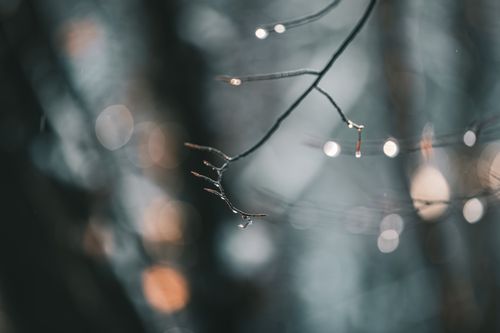 Free Dreamy winter macro photo of frosted tree branches with bokeh effects. Stock Photo