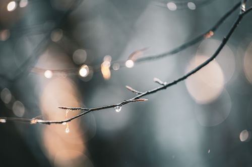 Free Macro shot of a frozen branch with water droplets in soft winter light. Stock Photo