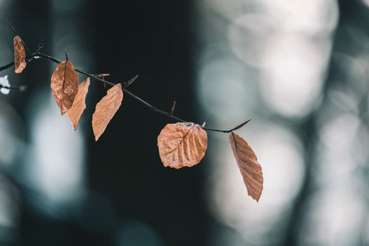 A close-up of dried brown leaves on a branch against a blurred forest backdrop., free online jigsaw puzzle on JigsawPuzzlesFreeOnline.org