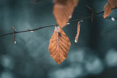 Free Close-up of a brown leaf with ice on a branch, capturing winter's serene beauty. Stock Photo