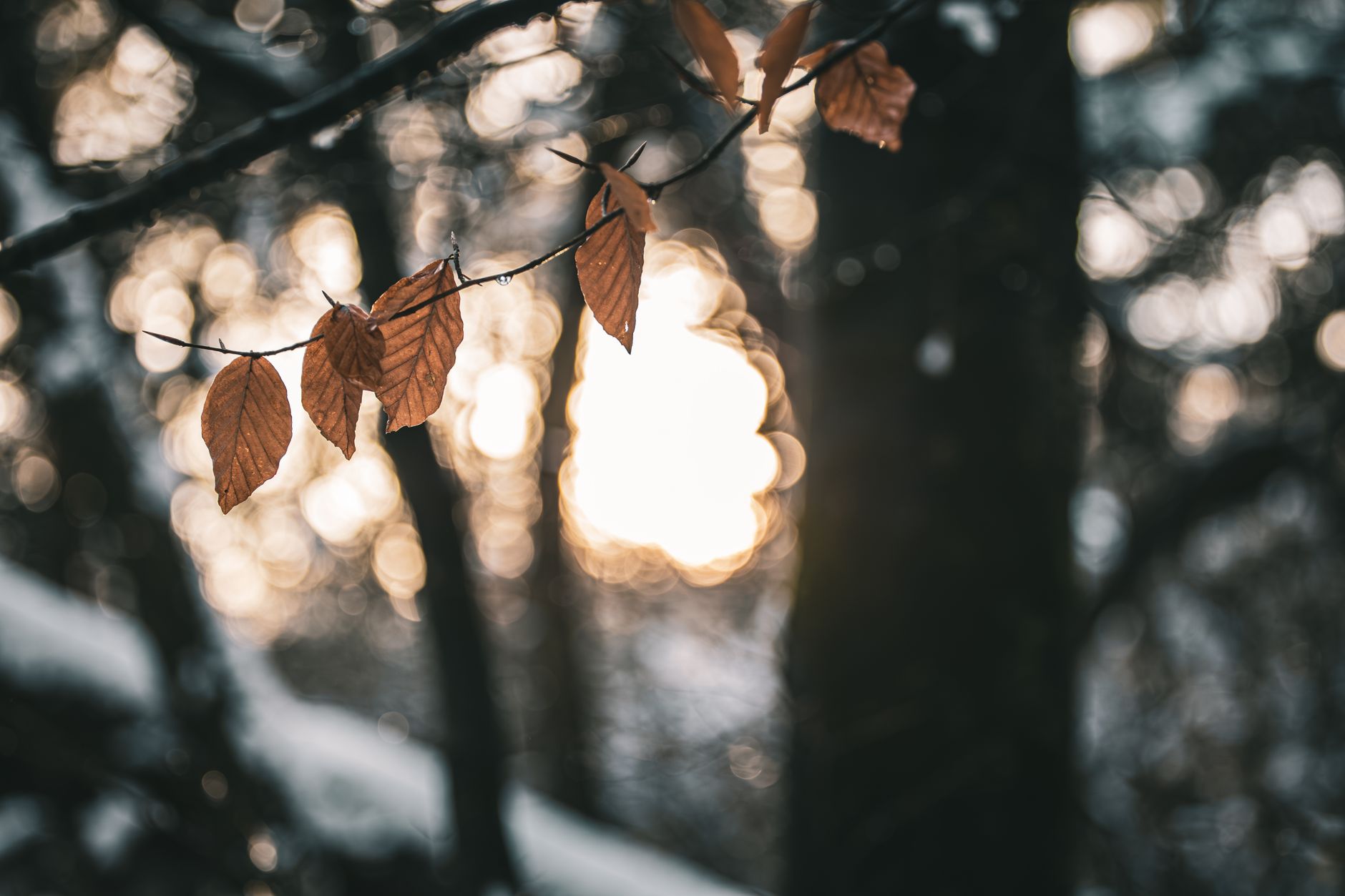 Close-up of frozen leaves on branches with a sunlit winter forest background. — free online jigsaw puzzle on JigsawPuzzlesFreeOnline.org