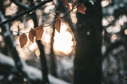 Close-up of frozen leaves on branches with a sunlit winter forest background., free online jigsaw puzzle on JigsawPuzzlesFreeOnline.org
