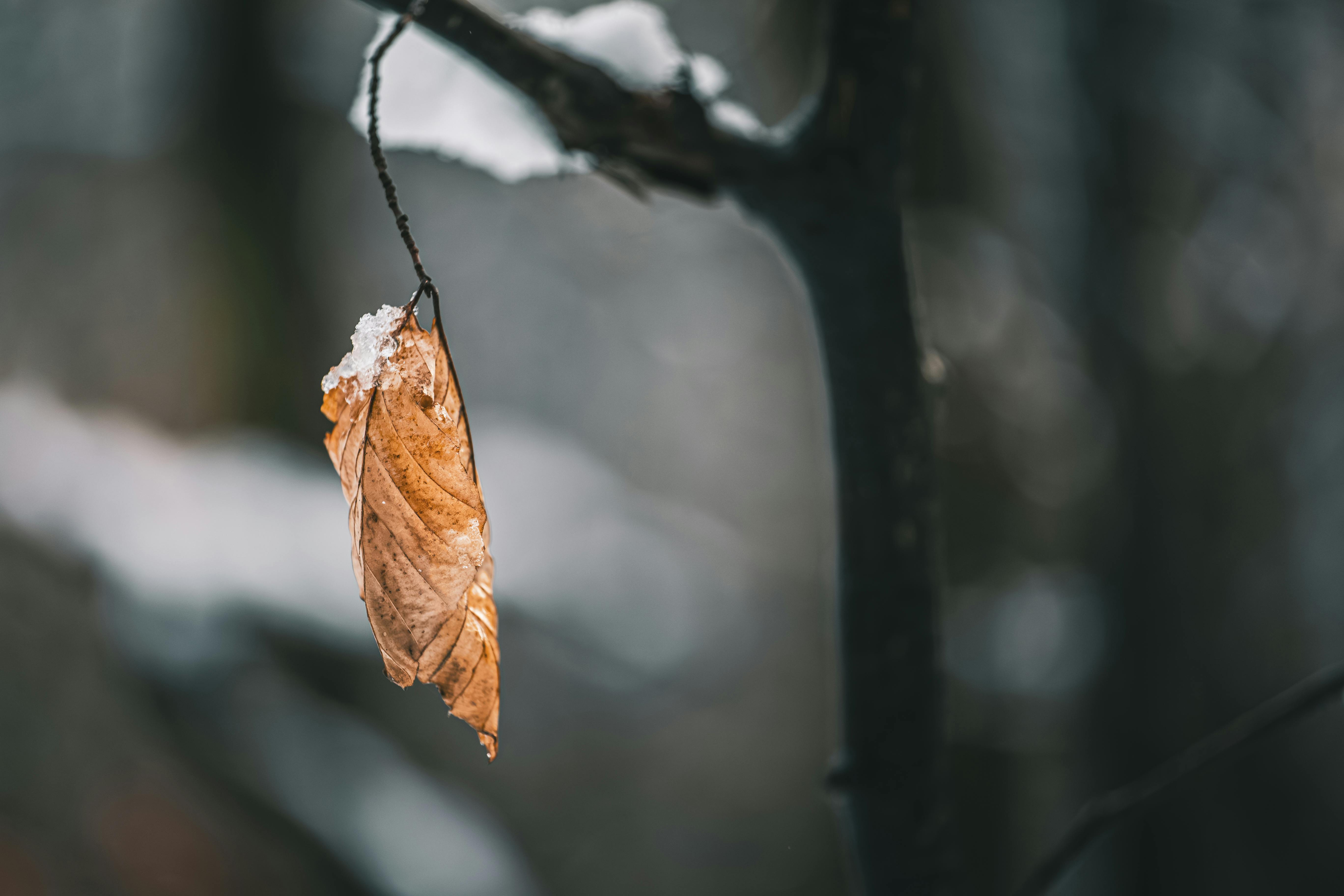 autumn leaves on the tree in the sun in winter