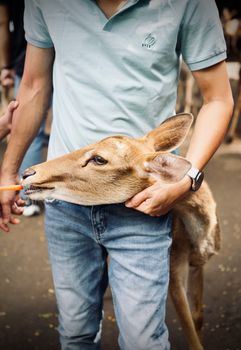 Close-up of a man in jeans and polo shirt feeding a deer outdoors.