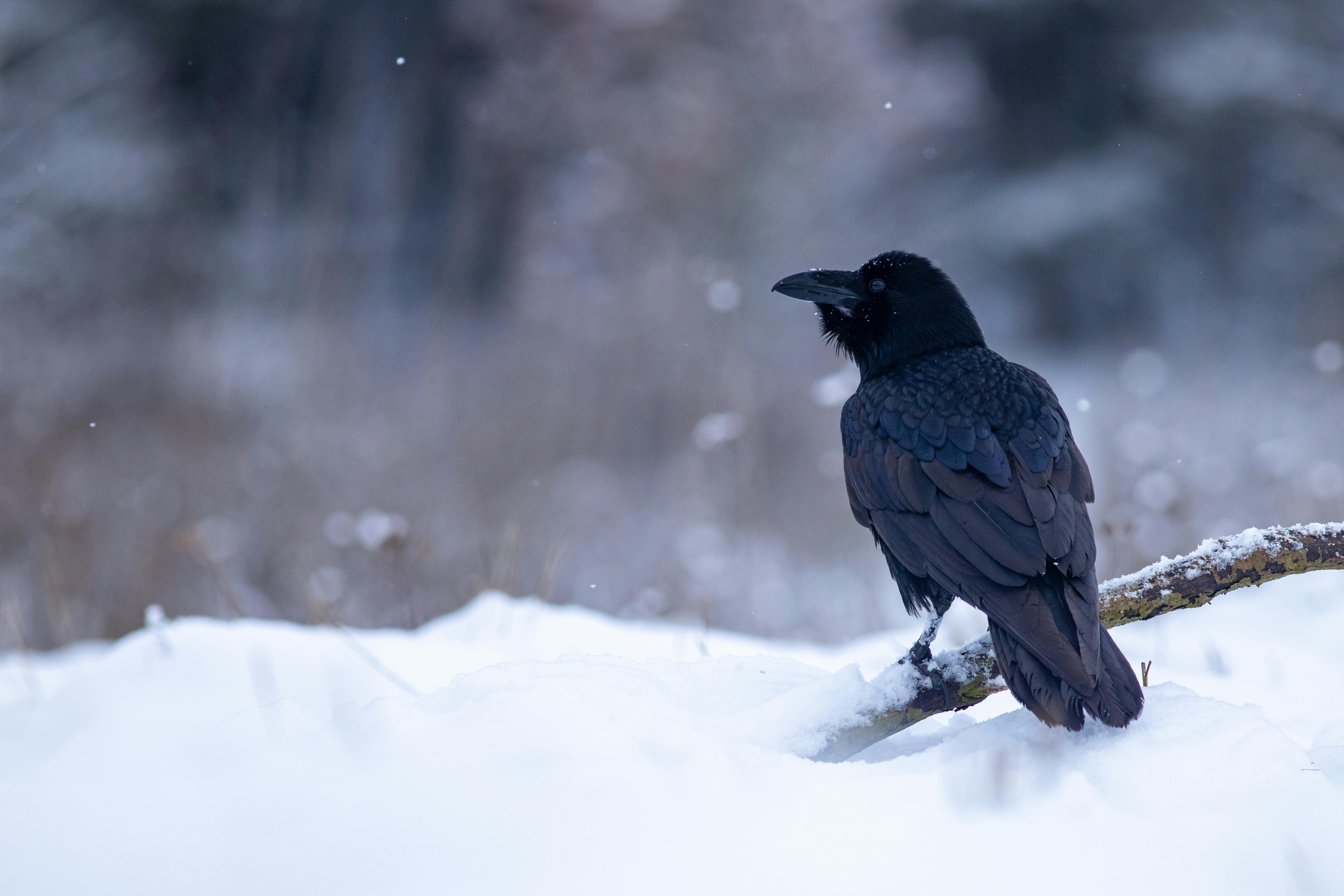 A striking black crow perches elegantly on a snow-covered branch, embodying winter's tranquility.