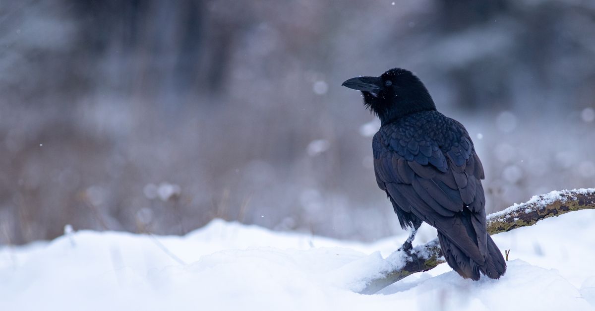 Snow Crow Call Crow on Snow · Free Stock Photo