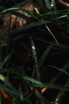 A dark, moody close-up of dew on grass blades with leaves, showcasing nature's beauty.