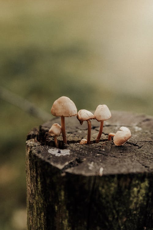 Mushrooms Growing From a Crack in a Tree Stump