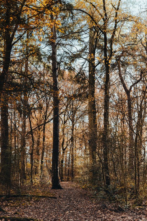 Forêt D'automne