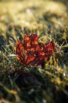 A detailed close-up of a maple leaf resting on grass under bright sunlight.