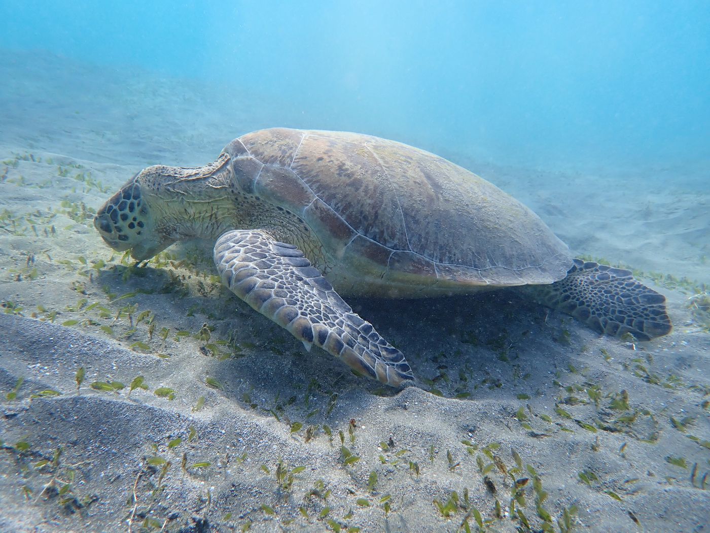 Żółw morski w Marsa Alam w Egipcie
