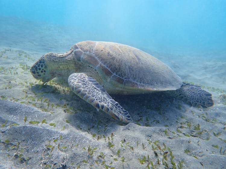 Green Sea Turtle, Shams Alam Resort, Marsa Alam, Egypt