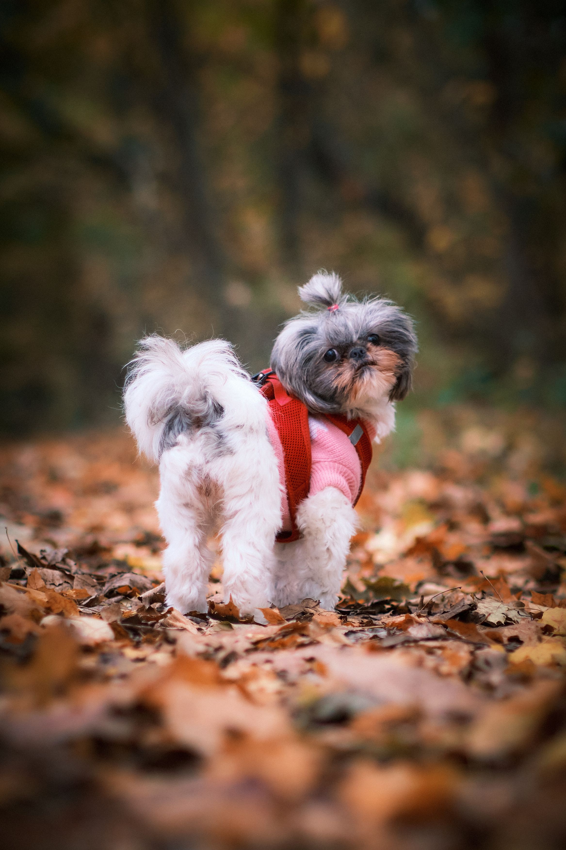 Adorable Yorkshire Terrier in a pink harness stands amid colorful autumn leaves in a serene park setting.