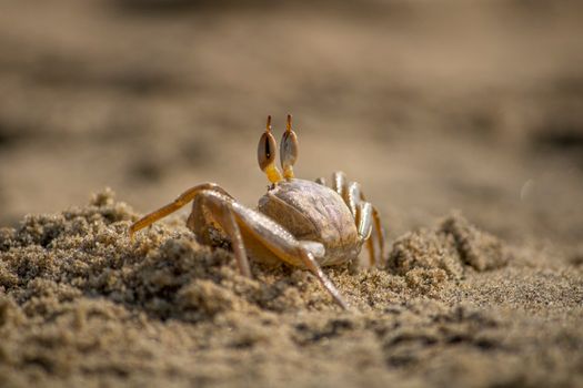 Detailed close-up of a ghost crab in its natural sandy habitat during the day.