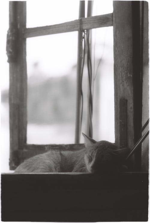 Free Cat Sleeping by Window Stock Photo