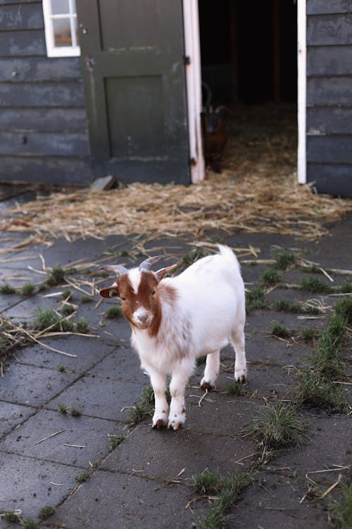 A goat standing in front of a barn