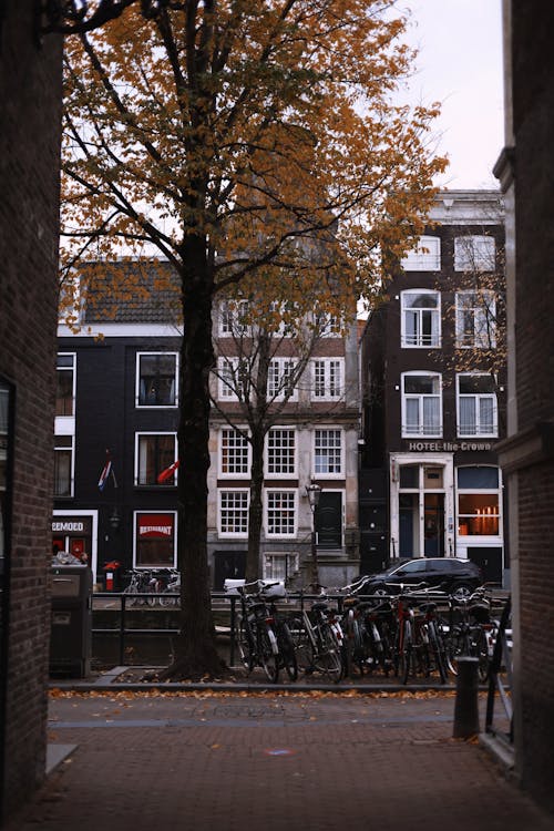 Foto profissional grátis de Amsterdã, árvore, cidade