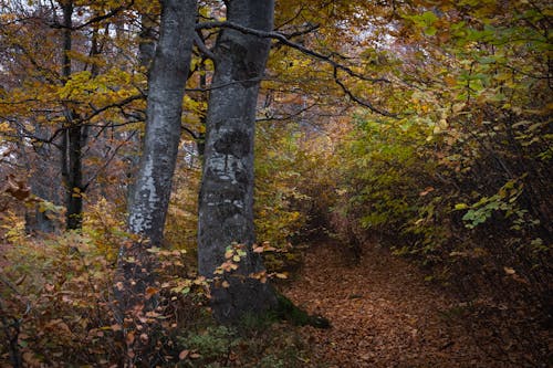 Fotobanka s bezplatnými fotkami na tému breza, jeseň, krajina