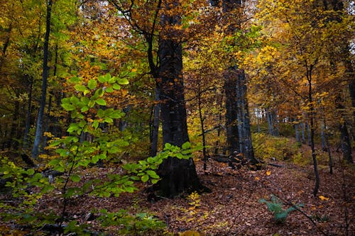 Colorful Trees in Forest
