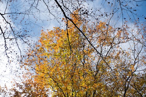Free stock photo of autumn, blue, leaves