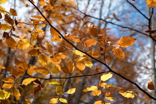 Free stock photo of autumn, blue, leaves