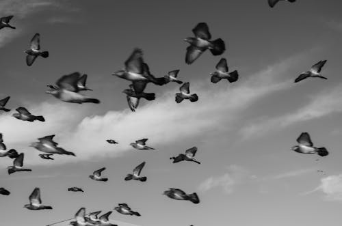 Безкоштовне стокове фото на тему «Голуби, зграя птахів, політ»