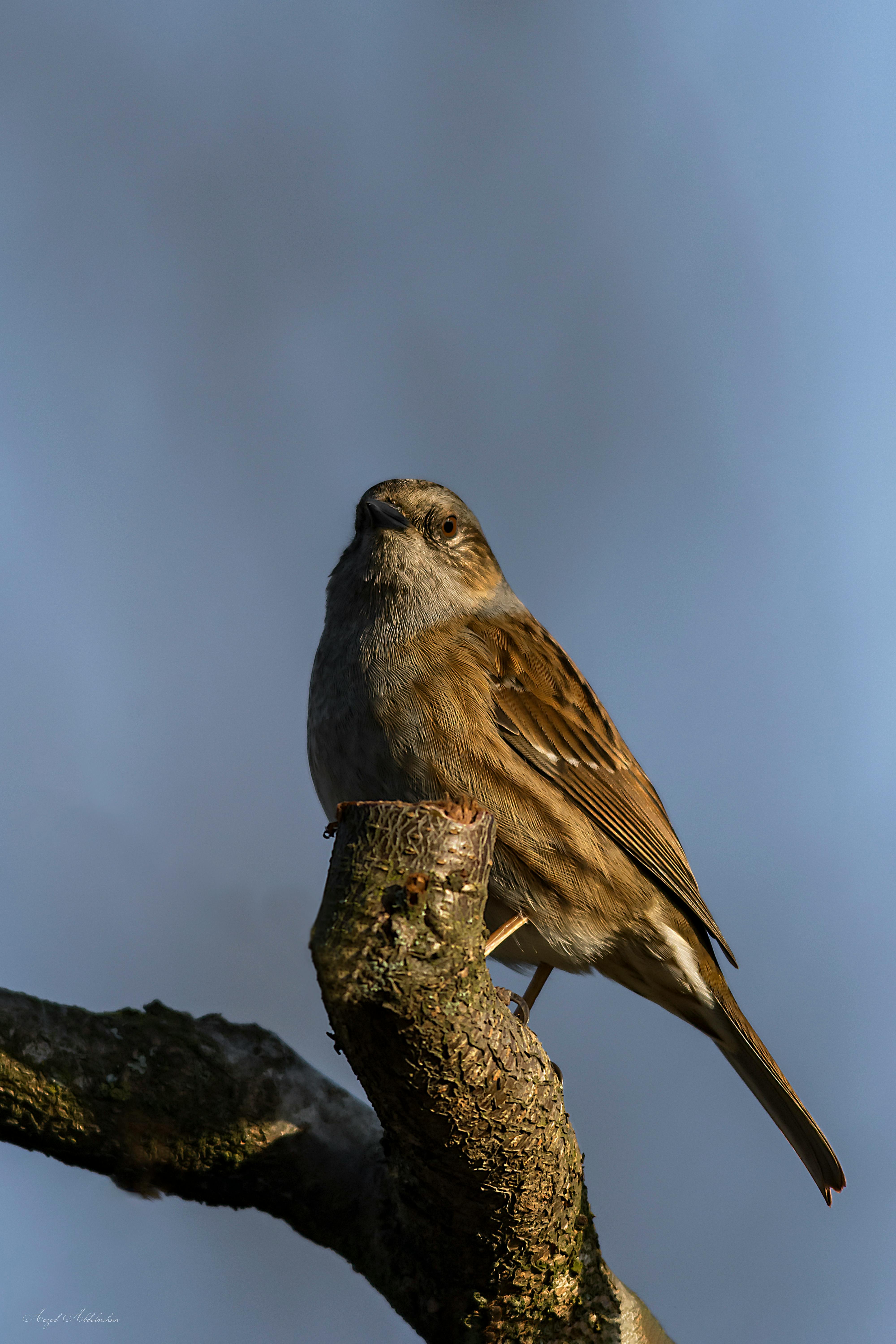 Free stock photo of animal, bird, wild animal