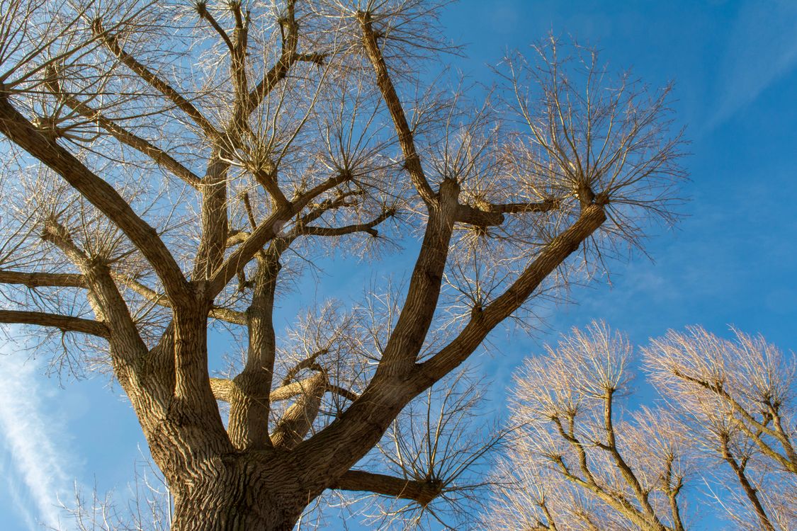 Bared Tree Bare Tree in Nature · Free Stock Photo