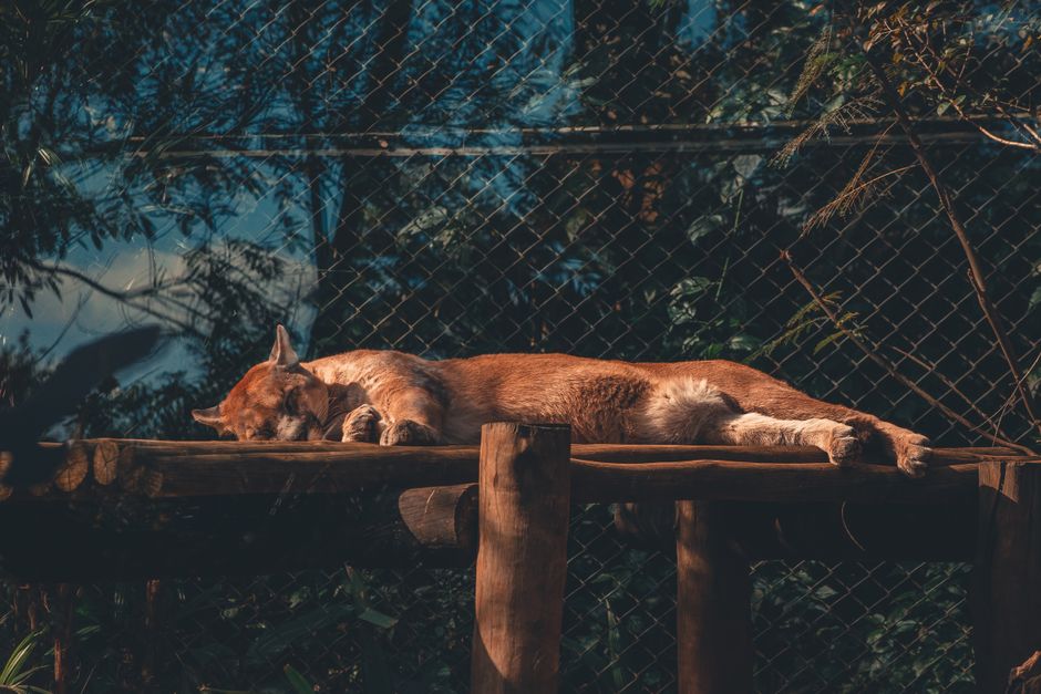 animal removal near me Newport Coast animal removal Newport Coast