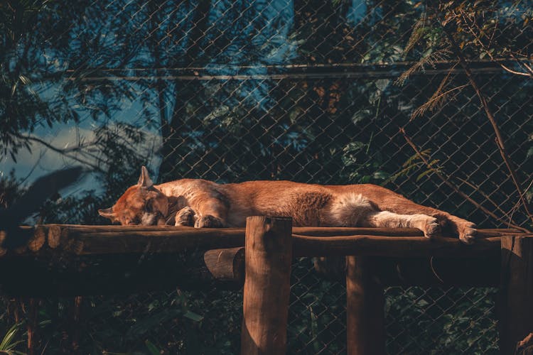 Photo Of Cougar Sleeping