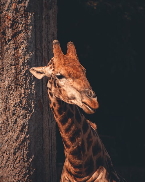 Foto De Close Up Da Girafa