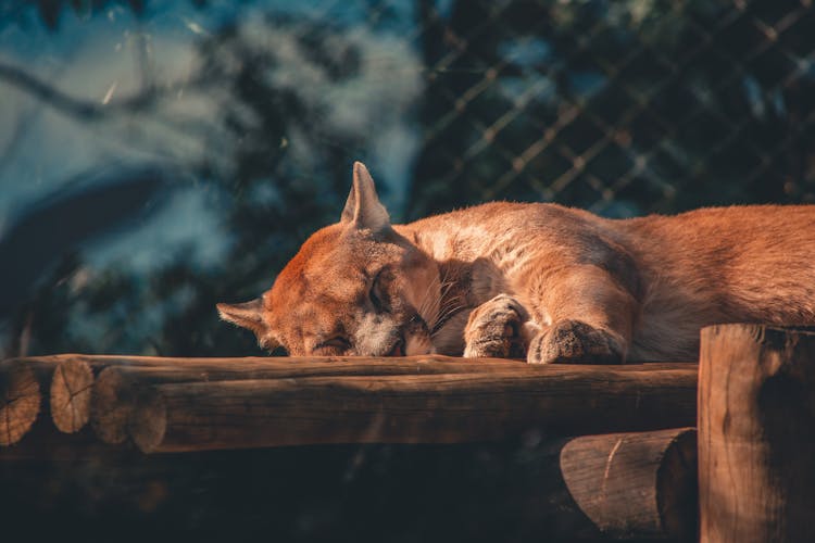 Cougar Sleeping