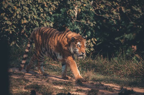 бесплатная Фотография тигра, идущего по траве Стоковое фото