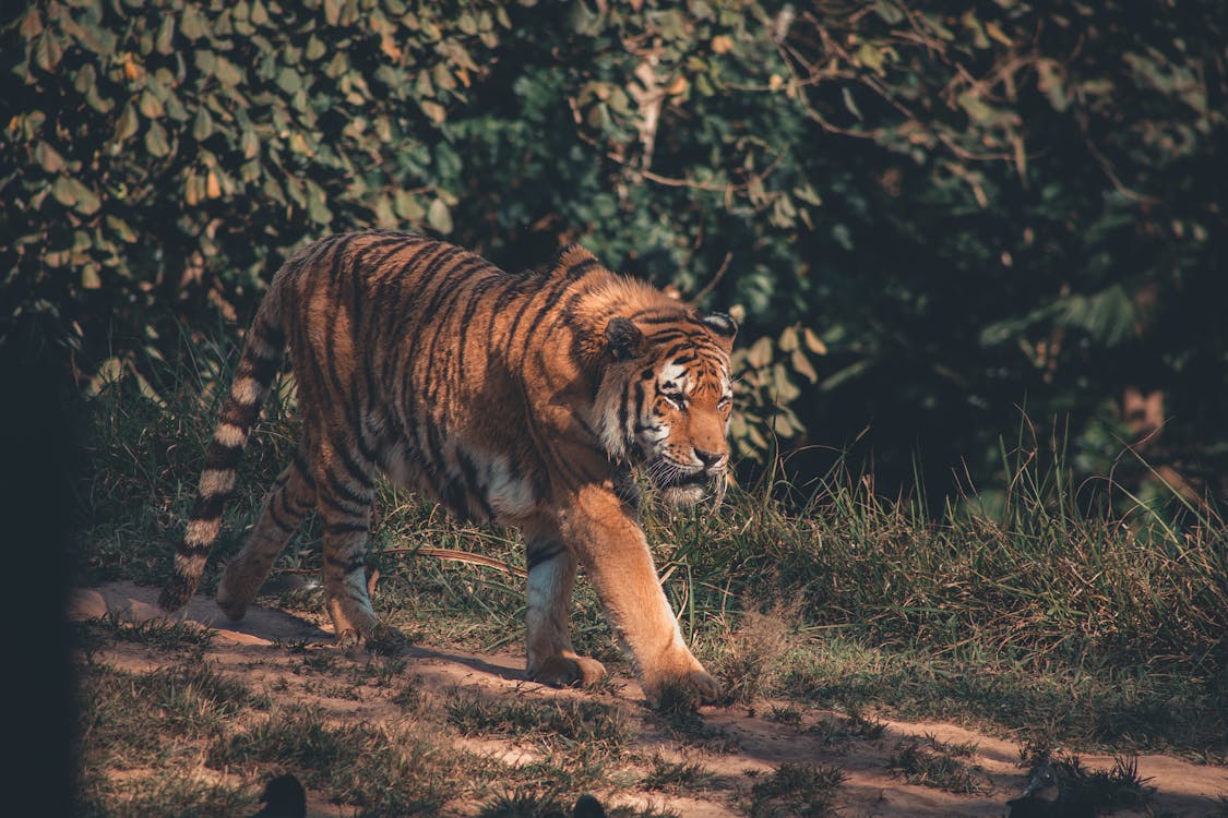 Foto Della Tigre Che Cammina Vicino All'erba