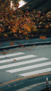 Capture of autumn foliage above a city crosswalk with fallen leaves, evoking a seasonal feel.