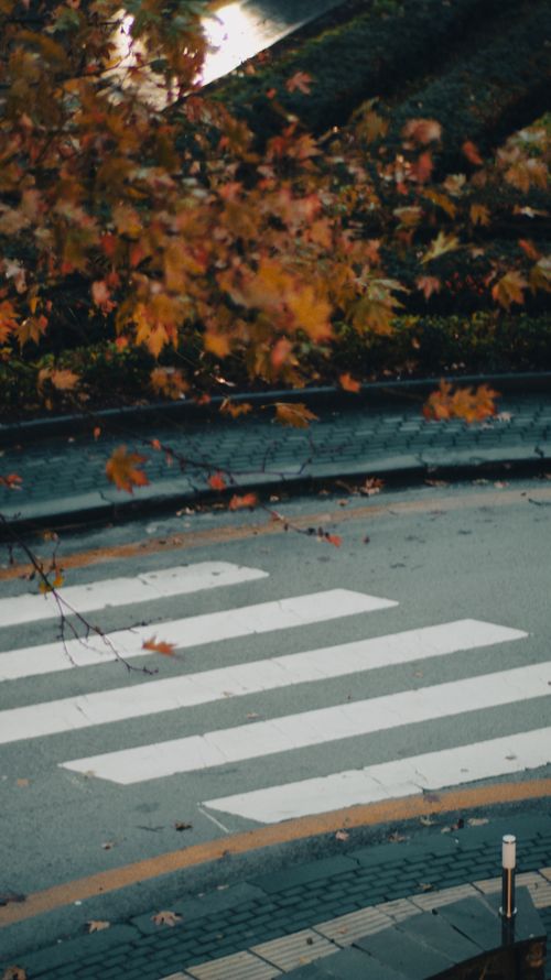 Free Capture of autumn foliage above a city crosswalk with fallen leaves, evoking a seasonal feel. Stock Photo