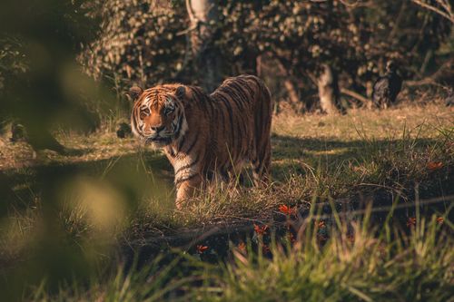 Free A tiger walking through grassy terrain in its natural habitat, showcasing its wild splendor. Stock Photo
