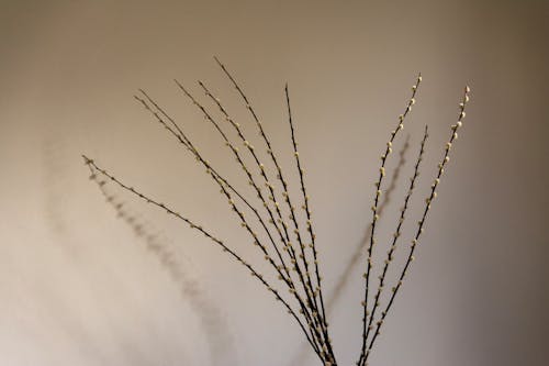 bitki, dallar, duvar içeren Ücretsiz stok fotoğraf