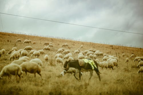 Donkey and Flock of Sheep on Pasture
