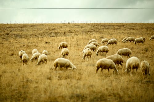 Darmowe zdjęcie z galerii z jesień, owca, pastwisko